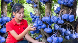 Harvesting FIGS FRUIT Goes To Market Sell  live with nature  Daily Life Of Single Girl [upl. by Eelarual]