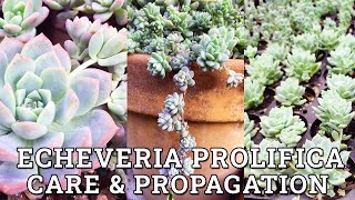 Echeveria Prolifica Care amp Propagation [upl. by Lyndsey]