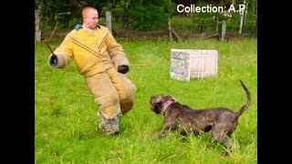 Protection Training Car Jump  AVD  Demonio de la Arena  Dogo Canario  Presa Canario [upl. by Okihcas]