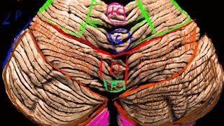 Sistema nervioso central Cerebelo 2 [upl. by Schaaff]