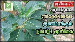 Adathodai Leaf Benefits In Tamil  Malabar Nut  Justicia Adhatoda  ஆடாதோடை  Mooligai Sedi [upl. by Hance923]