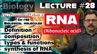 RNARibonucleic acidDefinitionComposition Functions ampTypes of RNABiology FSCclass11in UrduHindi [upl. by Sirob]