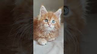 Red Maine Coon cat kitten cute [upl. by Gnos]