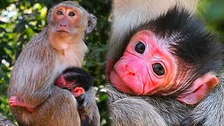 Cute baby monkey is hugging his mother tightly to swallow milk [upl. by Bal]