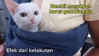 KUCING YANG SELALU MINTA DIGENDONGkucing cat catlover kucinglucu cutecat [upl. by Nikral]