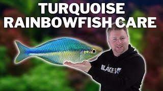 Turquoise Rainbowfish Care Guide  Caring for and Breeding the Lake Kutubu Rainbowfish [upl. by Allan]