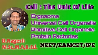 CellThe Unit of LifeRibosomesErgosomesprotein FactoriesPaladae GranulesNEETEAMCETIPE [upl. by Leaffar]