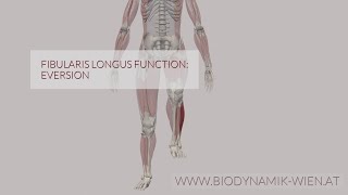 Fibularis Longus Function Eversion 3D Animation [upl. by Netsirk]