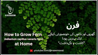 How to Grow FernAdiantum capillusveneris Fern at Home Urdu Guide فرن کے پودےگھروں میں کیسے اُگائیں [upl. by Rebmyt]