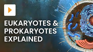 Prokaryotic vs Eukaryotic Cells  High School Biology [upl. by Ainnat]