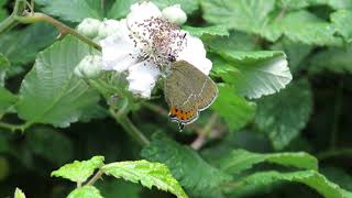 Black Hairstreak butterfly at Bernwood Meadow June 17th 2024 [upl. by Losyram]