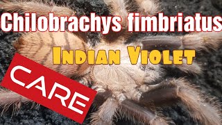 Indian violet tarantula Chilobrachys fimbriatus indianviolettarantula [upl. by Elleneg]