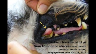 A 12yearold Miniature Schnauzer has an early carnassial tooth abscess [upl. by Sivartal392]