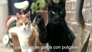 Gatos con pulgares  Subs Español Cats with thumbs Subs Spanish [upl. by Hgielar]