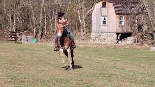 EXTRA GENTLE SUPER SMOOTH QUIET SORREL GAITED JOHN MULE HAS WORKED CATTLE TRAILS [upl. by Gordy384]