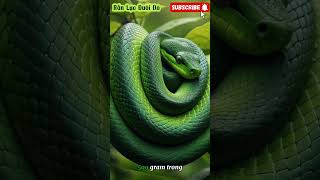 Rắn Lục Đuôi Đỏ Redtailed Green Rat Snake [upl. by Ahsemo]