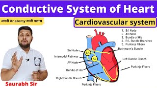 Conductive System SA Node AV Node Bundle of HIS Purkinje fibers for NEET Medical Nursing [upl. by Raamaj848]