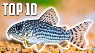 Top 10 Cory Catfish for Your Aquarium [upl. by Em]