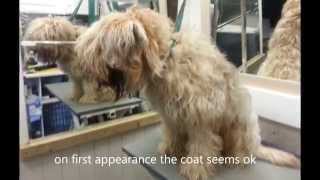 Wheaten Terrier has coat shaved off [upl. by Ennayhs]