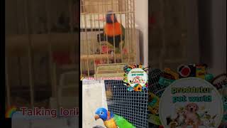 Talking lorikeet tamed bird proddaturpetworld trending birds viralvideo pets talkingbirds [upl. by Nassah]