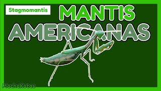 📗GUÍA DE CUIDADOS COMPLETA  Mantis del Noroeste Stagmomantis [upl. by Mauchi]