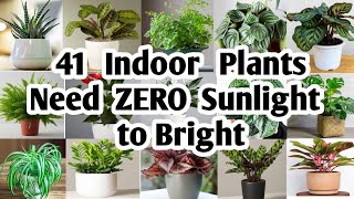 41 Indoor Plants need Zero sunlight to bright  Plant and Planting [upl. by Adlanor648]