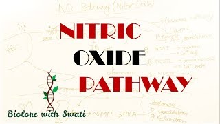 Nitric Oxide Pathway  NO pathway  cGMP Pathway [upl. by Ohce]