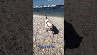 Life of a dog bestday fyp foryou vlog adventure dog dogparks florida epic fun doglover [upl. by Bertle246]