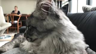 Maine coon kitten talking [upl. by Mehcanem]