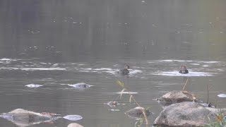 little grebe Tachybaptus ruficollis in the waters of the Casternone stream  October 2024 [upl. by Eirrotal]