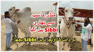 Huge Sibbi Bull In VIP Block Northern Bypass Mandi [upl. by Alauqahs]