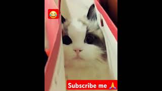 Comedy video😂 ll voice over funny Animal comedy vlog1 reels comedymovies ytstudiofunnycomedy [upl. by Xena]