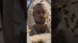 What’s it like to keep africanized bees at your house [upl. by Ansilme710]