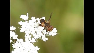 Sluipvlieg Ectophasia crassipennis mannetje [upl. by Lindsy11]