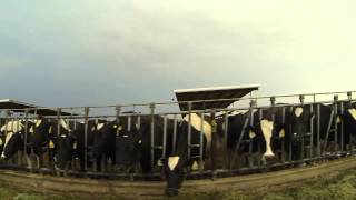 Painted Rock Dairy Farm Visit the Cows Feeding Frenzy Gila Bend Arizona [upl. by Giselle]