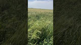 Phalaris paradoxa in wheat near Moree [upl. by Manley42]