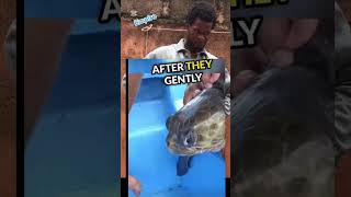 Tiger shark 🦈 caught and rescued 100 years old sea turtle 🐢 😱🚢 tigersharks [upl. by Aneleairam]