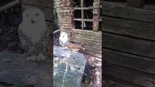 Snowy owl Bubo scandiacus and Southern Red Muntjac Muntiacus muntjak birds [upl. by Longtin767]