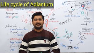 99 General Characters and life cycle of Adiantum  Pteropsida class Filicineae [upl. by Tiraj565]