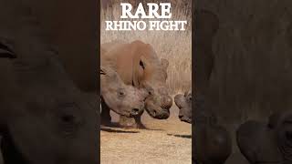 Rare Rhino Fight Revealed wildlife africananimal wildlifeexperience [upl. by Anileh]