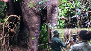 Risky but duty  Severely wounded tusker healing  Brave officers [upl. by Yral]