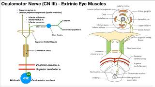 Cranial Nerve III  Oculomotor Nerve Part 1  Origin Structure Pathway amp Function [upl. by Hebner]