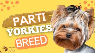 Parti Yorkies Breed Profile What’s All The Hype About [upl. by Hastings]