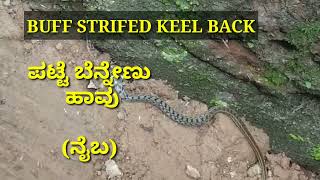 Buff striped keel back snake [upl. by Erdnoid413]