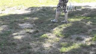 Hundeschule Potsdam  Kundenvideo FoxterrierJack Russel TerrierMischling Eddy [upl. by Myrlene900]