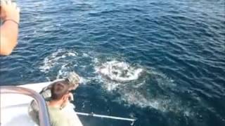 Catching Cobia in the Gulf of Mexico [upl. by Yrred]