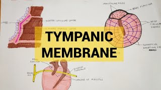 Tympanic Membrane  External Ear  2 [upl. by Eirrab]