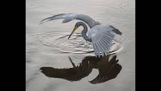 The TRUE and LARGEST white HERON [upl. by Zamora]