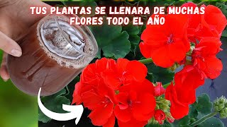 FLORACIÓN RÁPIDA El MEJOR FERTILIZANTE ORGÁNICO para que TUS PLANTAS se LLENEN de MUCHAS FLORES [upl. by Ennasirk285]