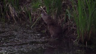 Bizamski štakor  Muskrat  Ondatra zibethicus [upl. by Gipson147]